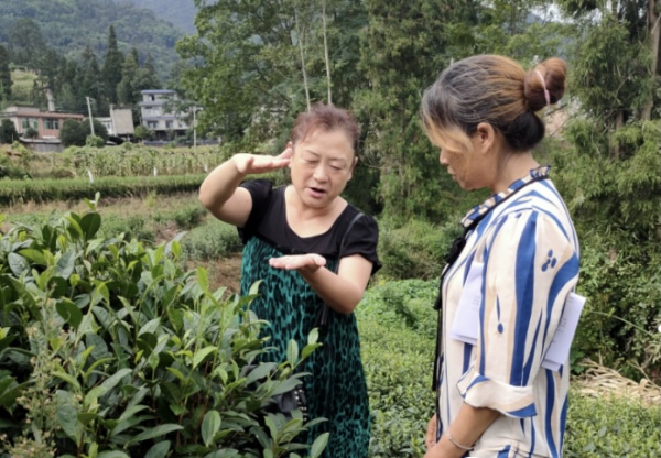 杜红（左）教授茶农技巧.jpg