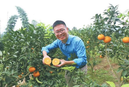 刘明坤在果园剖开一个云橘，个大饱满，汁水甜蜜.jpg