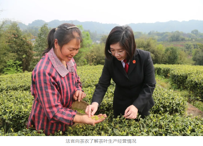 司法“灌溉” 为乡村茶产业引来增收“活水”