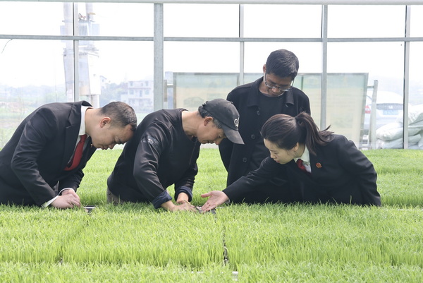 2-李子村育秧棚.jpg